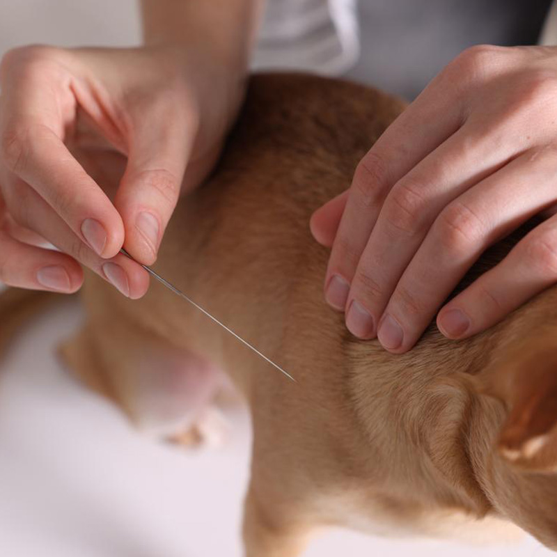 Traditional Chinese <br/>Veterinary Medicine <br/>(TCVM) Practice </br> and Acupuncture Treatment